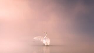 湖に佇む美しい白鳥