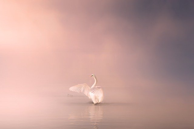 湖に佇む美しい白鳥