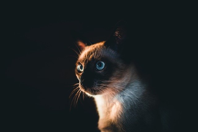 暗闇に佇む猫