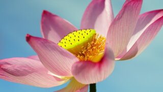 蓮の花